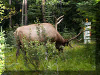 a j1 moose big rack.jpg (68467 bytes)