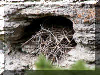 z a j1 canyon nest.jpg (65203 bytes)