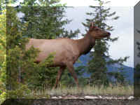 z a j1 elk rt.jpg (45636 bytes)