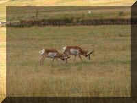 t a hhd1 antelope.jpg (32217 bytes)