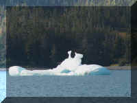 w  a boat ice animal.jpg (32392 bytes)