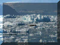 w  a boat ice harbor seals.jpg (41827 bytes)