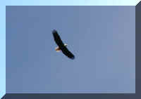 adc5 eagle.jpg (15959 bytes)