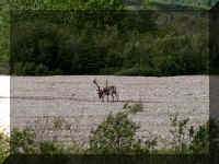 w a d2 2 caribou 1.jpg (56628 bytes)