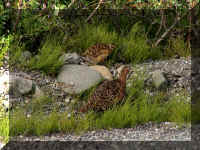 w a d2 2 ptarmigan 2.jpg (73238 bytes)