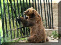 w a azoo bear at fence.jpg (62515 bytes)