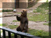 w a azoo bear waving.jpg (55568 bytes)