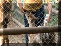 w a azoo caribou baby feeding.jpg (64407 bytes)