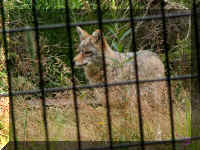 w a azoo coyote 2.jpg (68841 bytes)