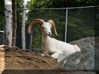 w a azoo dall sheep 2.jpg (64941 bytes)