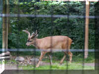 w a azoo deer.jpg (57438 bytes)