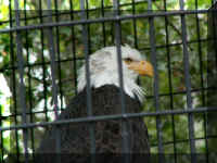 w a azoo eagle head.jpg (34876 bytes)