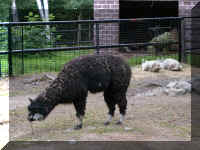 w a azoo llama.jpg (55544 bytes)