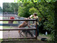 w a azoo moose baby feeding.jpg (63906 bytes)