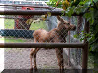 w a azoo moose baby.jpg (70742 bytes)