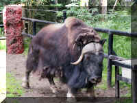 w a azoo musk ox old.jpg (60260 bytes)