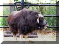 w a azoo musk ox younger.jpg (54527 bytes)