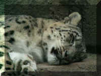 w a azoo snow leopard face.jpg (37189 bytes)