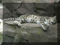 w a azoo snow leopard.jpg (40398 bytes)