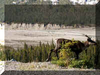v a h to sj 4 caribou loner.jpg (69318 bytes)