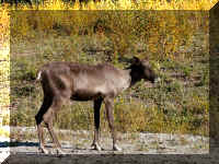 v a h to sj 4 moose calf side.jpg (97050 bytes)