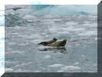 w a s boat ag harbor seals slush.jpg (31637 bytes)