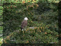 w a s boat eagle in tree 2.jpg (56415 bytes)
