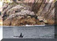 w a s boat orca whale 1 481.jpg (48202 bytes)