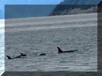 w a s boat orca whales 3.jpg (39757 bytes)