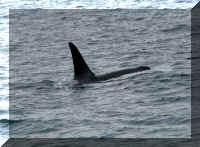 w a s boat orca whales long.jpg (49782 bytes)