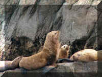 w a s boat sea lions cr one.jpg (52995 bytes)