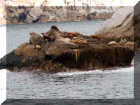 w a s boat sea lions flat.jpg (58885 bytes)