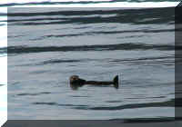 w a s boat sea otter 1.jpg (33151 bytes)