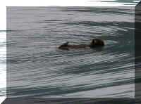 w a s boat sea otter 2.jpg (44494 bytes)