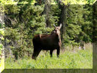 w a tf moose looking.jpg (83665 bytes)