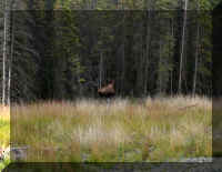 t a  t to h 2 moose.jpg (46002 bytes)