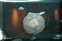 myaq jelly fish 1.jpg (22752 bytes)