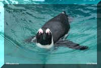 myaq penquin.jpg (35069 bytes)