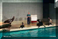 myaq sea lion show.jpg (31211 bytes)