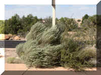 a f1011ut arch_267 windy_1.JPG (60283 bytes)