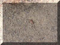 a f1011ut arch_391 del a lizard_1.JPG (73375 bytes)