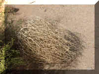 a f1011ut arch_416 tumble week_1.JPG (67369 bytes)