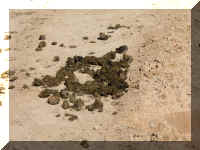 a f1009 bryce_310 srpp_1.JPG (57522 bytes)