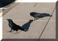 a f1009 bryce_469 sc_1.JPG (32766 bytes)