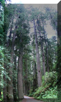 a 1002ca reds stitch 251 1_1.jpg (22539 bytes)