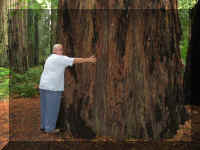 a a ml rw_0596 fred hug tree_1.JPG (52422 bytes)