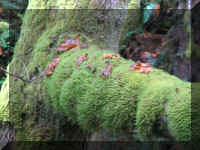 a f1002ca reds_133 rw moss_1.JPG (56377 bytes)