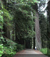 a f1002ca reds_146 rw ml by_1.jpg (71644 bytes)