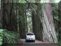 a f1002ca reds_154 red ram_1.JPG (62147 bytes)