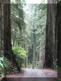 a f1002ca reds_160 rw two_1.JPG (61733 bytes)